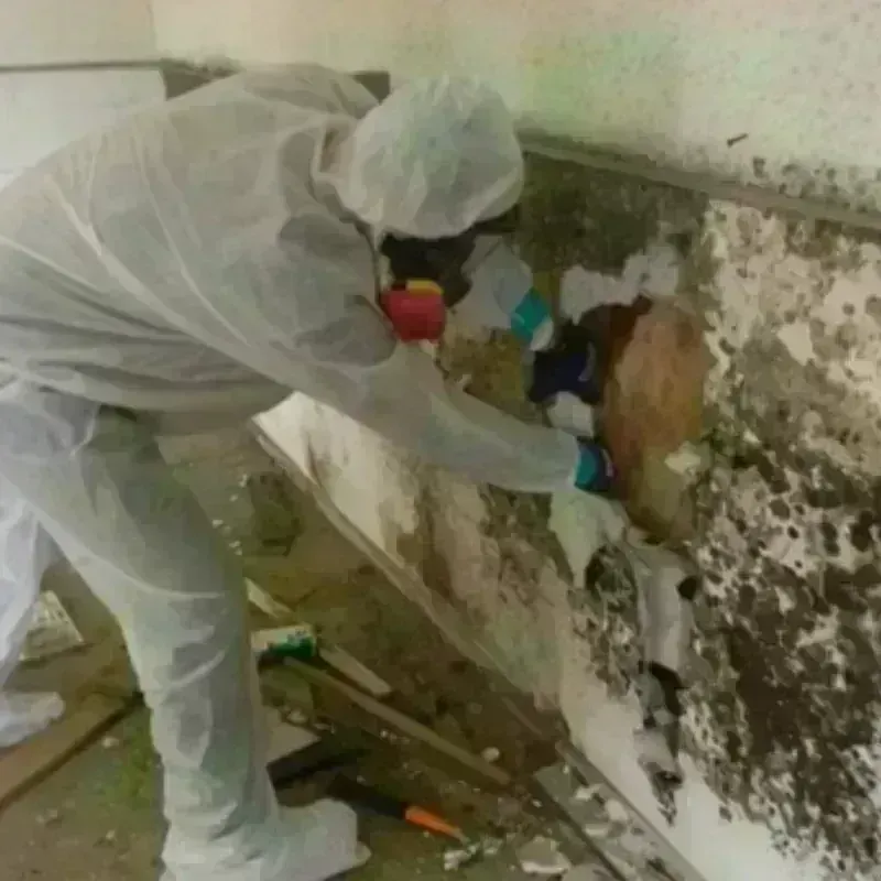 Mold Remediation and Removal in Berryville, TX